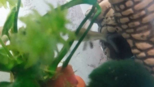 Растение ростки и жизнь рыб