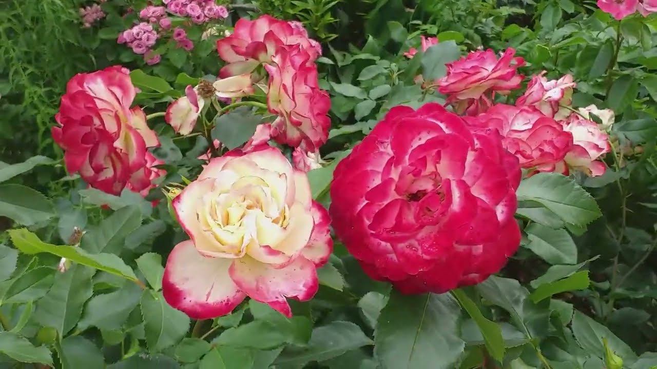 Про сад, про розы... Съемка 13 июля смотреть онлайн