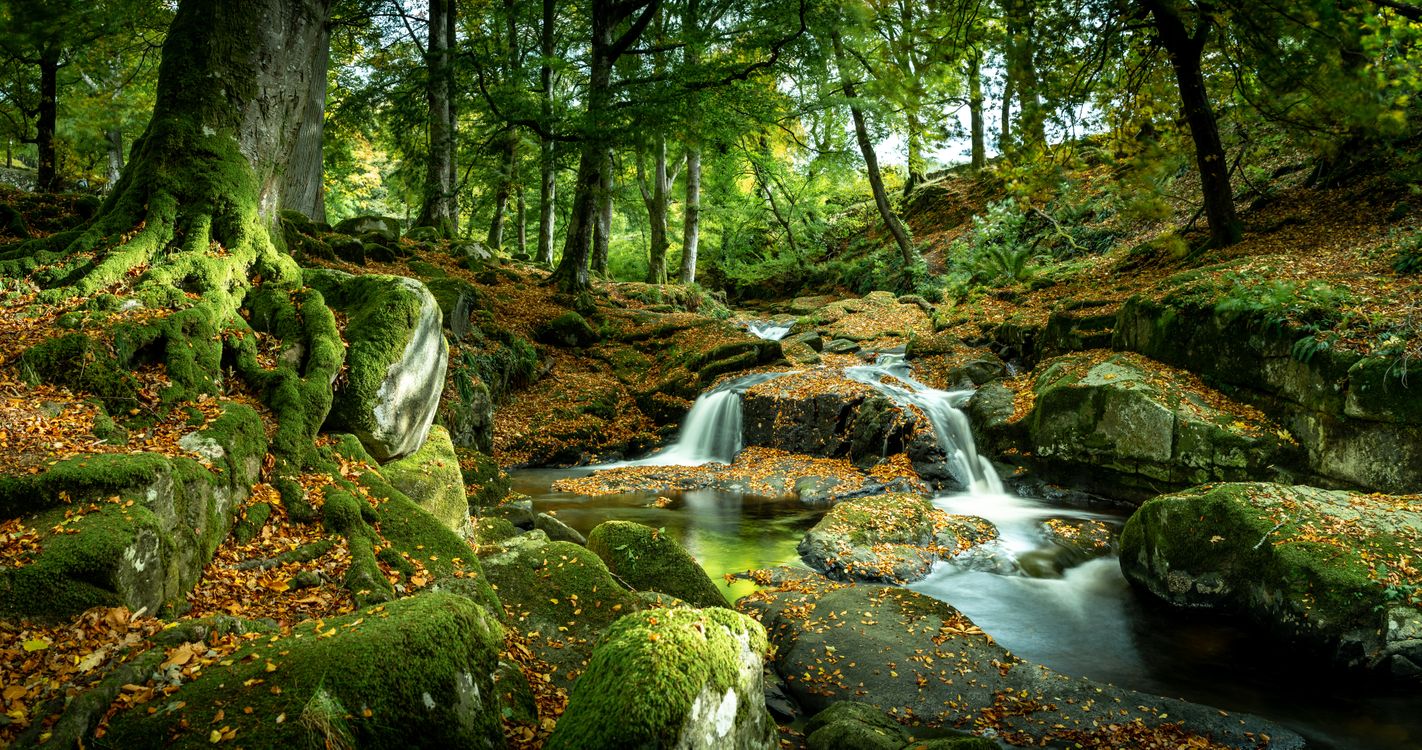 Расслабляющие Звуки леса. Звуки природы - Звуки журчащего ручья ✦ Релакс ✦ Релаксация смотреть онлайн