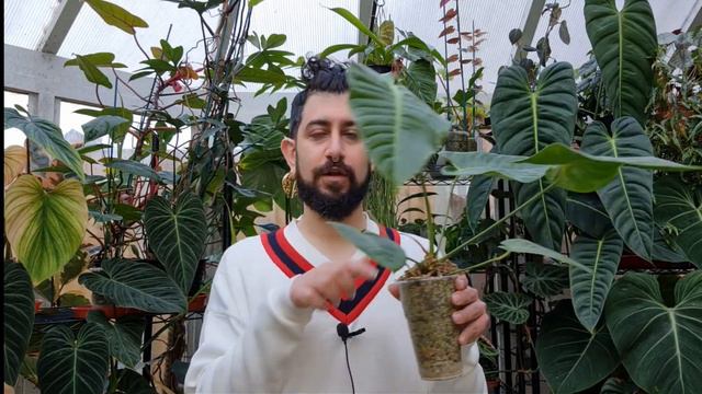 Anthurium Veitchii Review | King Anthurium 2 Years Later | Anthurium Veitchii Growth