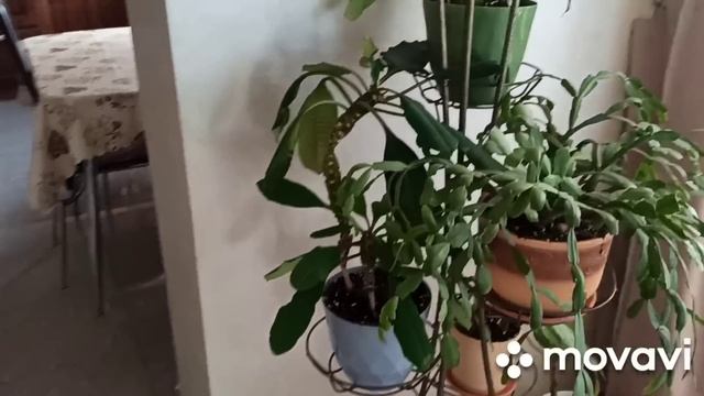 МАМОЧКА СНОВА С НАМИ /ЧТО ОТВЕТИЛА МАМА НА ВАШИ КОММЕНТАРИИ /РАЗБИЛИ ПАМЯТЬ смотреть онлайн