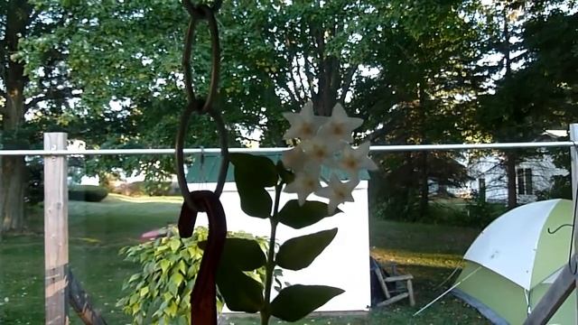 A Visit with the Ghost Bella - Hoya lanceolata' Bella' All White Flower смотреть онлайн