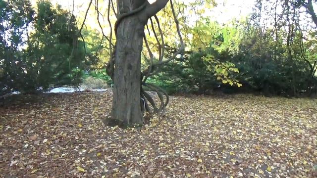 Ogród Botaniczny UMCS w Lublinie - Arboretum смотреть онлайн