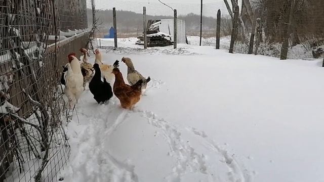 ЖИЗНЬ ПРОСТЫХ ЛЮДЕЙ В ДЕРЕВНЕ/Первый снег. Хозяйство уходит в зиму. смотреть онлайн