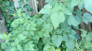 Малина Голден Куин. Золотая Королева