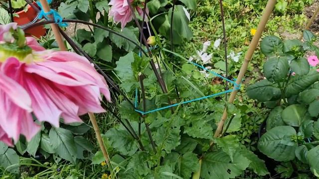 Striped Emory Paul Dahlia смотреть онлайн