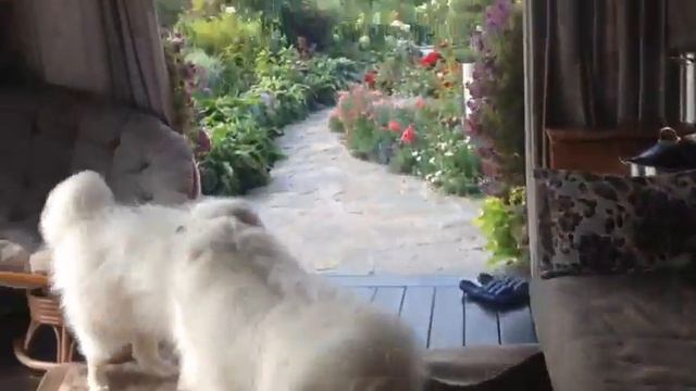 Собаки породы САМОЕД носятся по двору смотреть онлайн