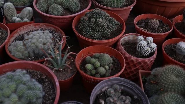 Tour por mi colección de Cactus 2024 смотреть онлайн