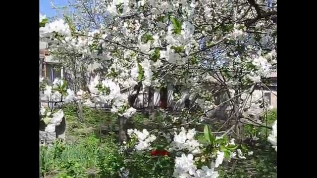 Сад.Весна.Цветение.Дача. смотреть онлайн