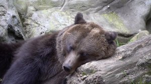 бурые медведи как они живут