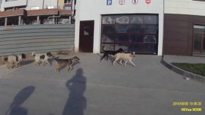 Хотел применить перцовый баллончик против собак