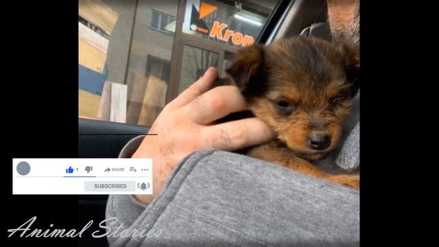 The puppy lived in the shoe until it was discovered. What happened next? Save the animals. смотреть онлайн