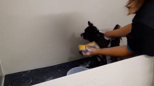 Стрижка Чихуахуа Чуча