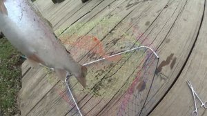 Лучшие воблеры на форель! Ловля форели на платнике. Как поймать форель на спиннинг