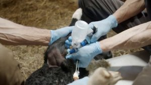 Вакцинация овец. Рассказывает зоотехник-селкционер, Фермер Сервис