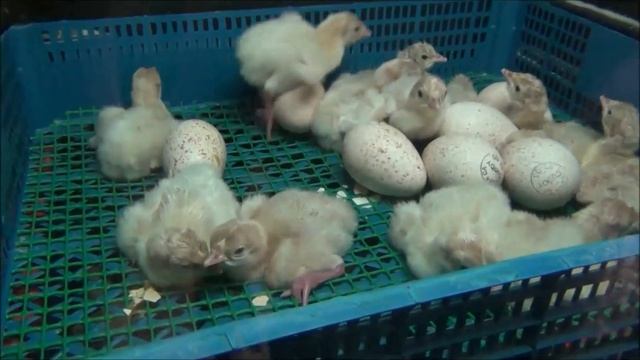 вылупление индюшат,вес в первые сутки смотреть онлайн