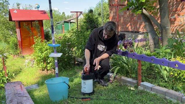 ОТЧЁТ О РОСТЕ АМЕРИКАНКИ В ПИРАМИДАХ. Окучиваем картофель,сражаемся с колорадским жуком и беседуем.