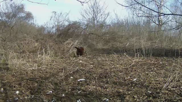 Фазаны и лисицы смотреть онлайн