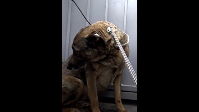 Запуганная овчарка скулила и пряталась от людей под машиной смотреть онлайн