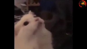 йамете стоны мем