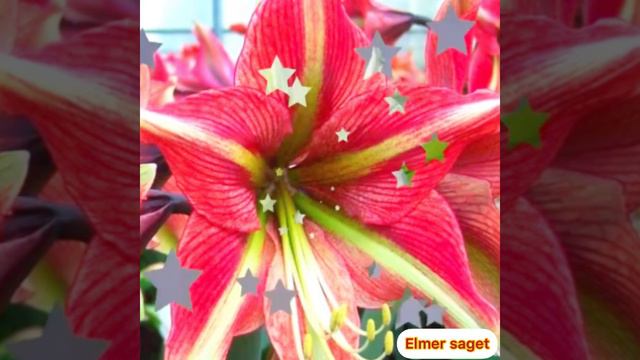 🛑hippeastrum*Nombre ⁉️común azucenas*🆘Su simbolismo💤 смотреть онлайн