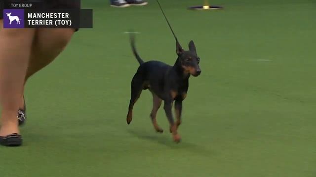 Manchester Terriers (Toy) | WKC | Breed Judging 2020 смотреть онлайн
