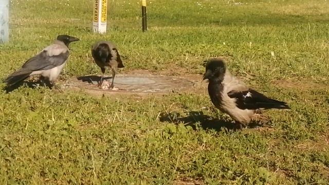 Семья ворон. Отец Пытливый Глаз кормит сына / Crow Family. Dad Prying Eye Feeds His Son