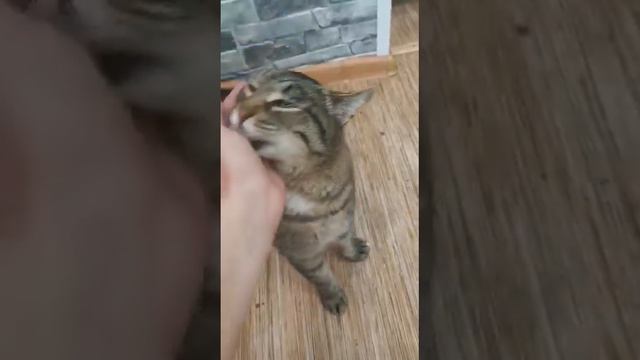 Кошка Шанталь. Приводим в порядок. 19.02.2023 смотреть онлайн