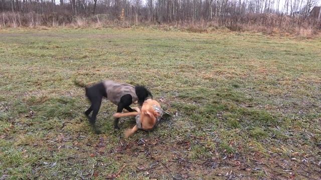 Жилеты для собак Avery и Momarsh VERSA VEST обзор. смотреть онлайн