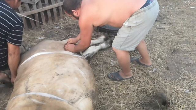 Зашиваем рану корове. смотреть онлайн