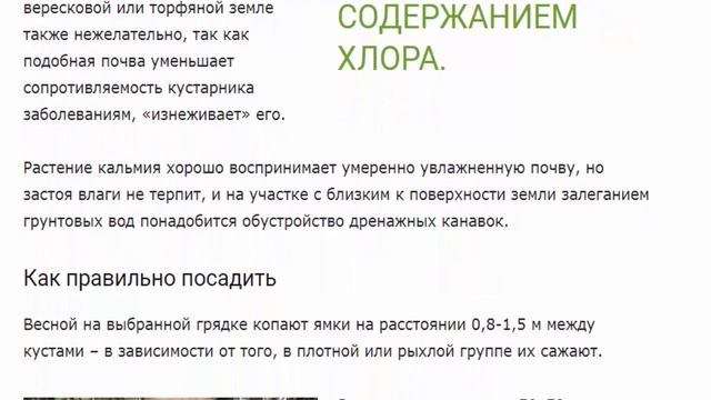 Кальмия, или североамериканский горный лавр – детали выращивания в открытом грунте умеренных широт. смотреть онлайн