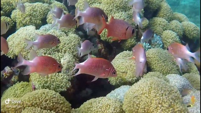Индийский океан. Мальдивы. #diving #indianocean #safari #divingsafari #maldives смотреть онлайн