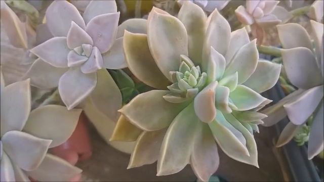 GRAPTOVERIA FANTOME DICAS DE CULTIVO E SUA ORIGEM смотреть онлайн