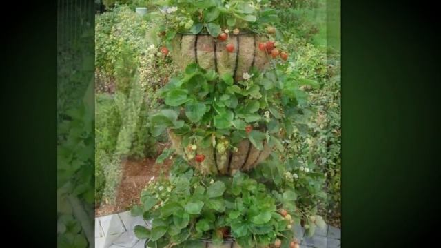 Вертикальный способ выращивания клубники. Выращивания клубники. смотреть онлайн