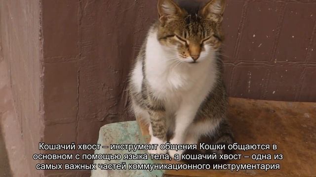 4 интересных факта о кошачьем хвосте смотреть онлайн