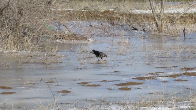 Жаворонок, куропатки, галки и грачи смотреть онлайн