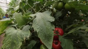 Розовоплодный томат Малдуо для пленочных теплиц