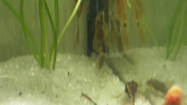 Вуалевый анциструс LDA16 Ancistrus Orange Brown LDA16