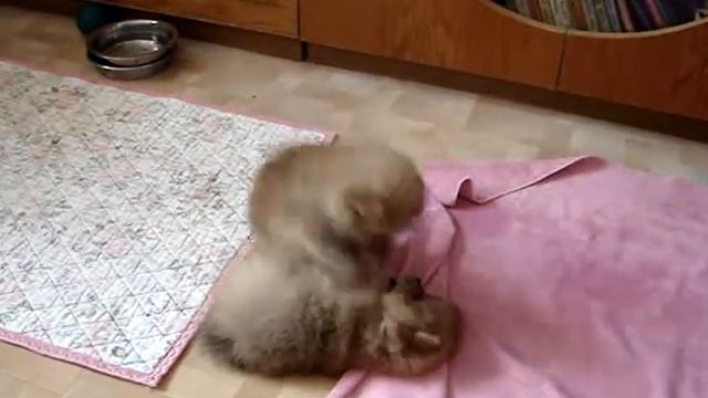 Первые игры щенков померанского шпица! смотреть онлайн
