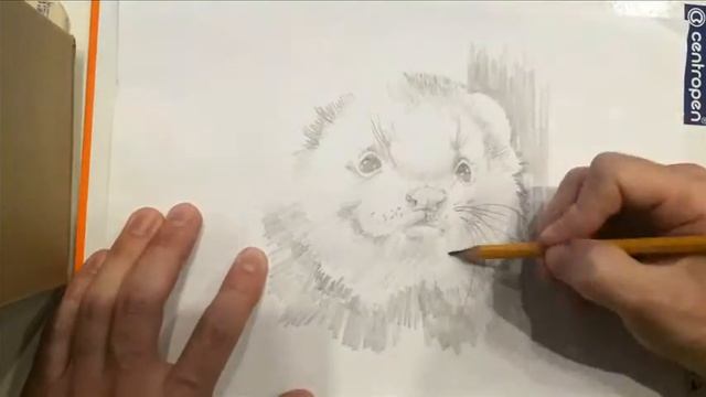 Рисуем быстро. Хорек степной смотреть онлайн