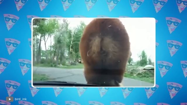 Случаи, Когда Дикие Животные Атакуют Автомобили смотреть онлайн
