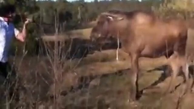 Агрессивный лось!!!!!!!!!!!!!!!