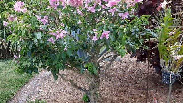 Bougainvillea 'Silhouette'