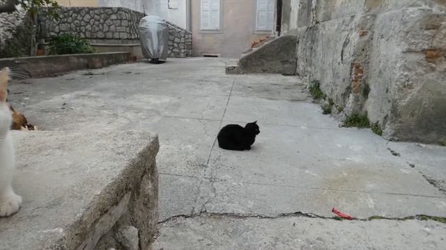 Katzen auf der Insel Krk. Adriaküste Kroatien Meer Panasonic Lumix dc-fz82 Cats смотреть онлайн