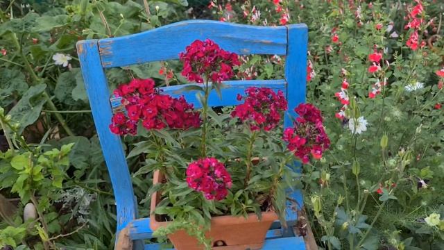 Hüsnüyusuf Çiçekleri (Dianthus Barbatus) смотреть онлайн