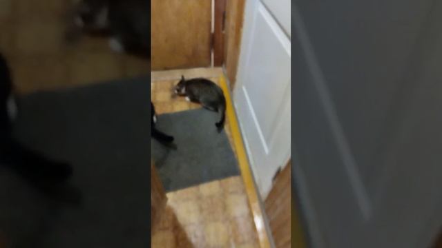 Будни Дейела,Кери и Карины|мои коты