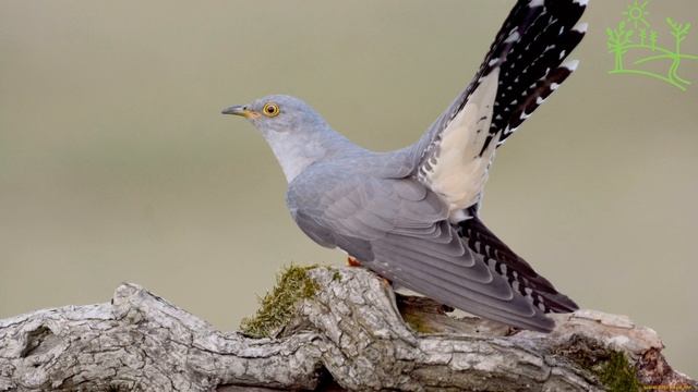 Голоса птиц Как поёт Кукушка обыкновенная (Cuculus canorus).mp4 смотреть онлайн