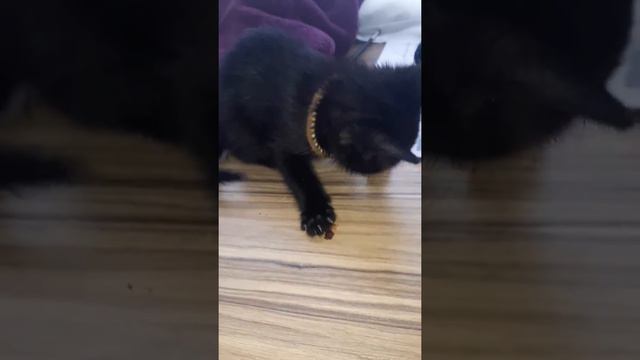 Не хочет делиться едой смотреть онлайн