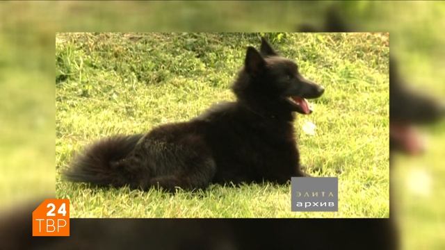 Маленькая, но не декоративная шипперке смотреть онлайн