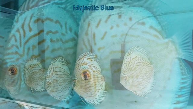 Majestic Blue Discus. смотреть онлайн
